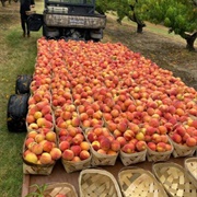 Alabama Peaches