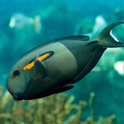 Orange Shoulder Tang