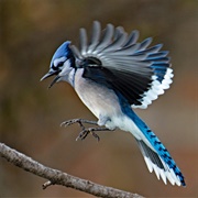 Bluejay