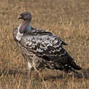 Rüeppell&#39;s Vulture