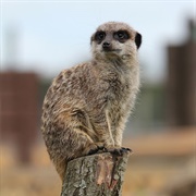 Slender-Tailed Meerkat