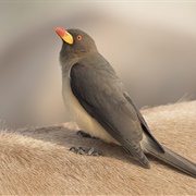 Yellow Billed Oxpeckers