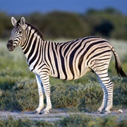 Burchell&#39;s Zebra