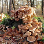 Armillaria Ostoyae Fungus, USA