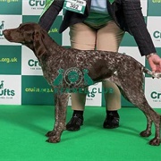 German Shorthaired Pointer