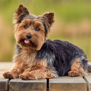 Yorkie