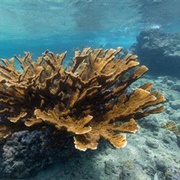 Elkhorn Coral