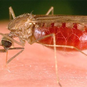 Malaria Mosquito