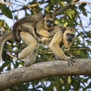 Black and Gold Howler Monkey