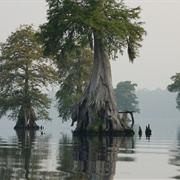 Great Dismal Swamp