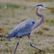 Blue Heron