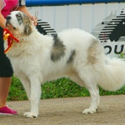 Pyrenean Mastiff