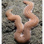 Ribbon Worm