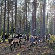 Salla Reindeer Park, Finland