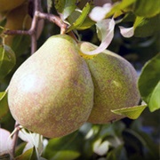 Kieffer Pears