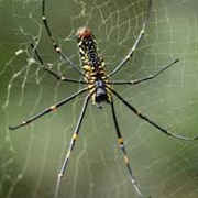 Madagascar Orb Weaver