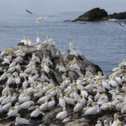 Northern Gannet Colonies