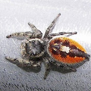 Orange Jumping Spider