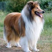 Collie