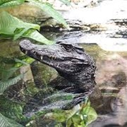 Dwarf Caiman