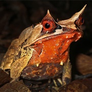 Horned Frog