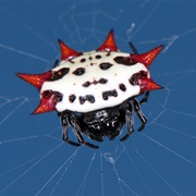 Spiny Backed Orb Weaver