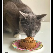 Bake a Amazing Cat Safe Dessert