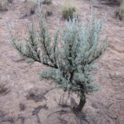 Sagebrush