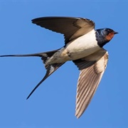 Barn Swallow