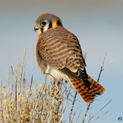 American Kestrel