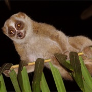 Sunda Slow Loris