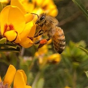 Kangaroo Island Bee Sanctuary