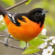 Baltimore Oriole