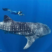 Swim With a Whale Shark