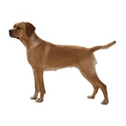 Portuguese Pointer