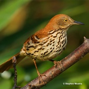 Brown Thrasher