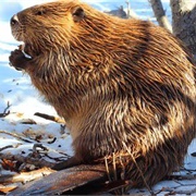 North American Beaver