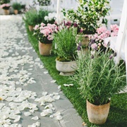 Potted Plants Lining Aisle