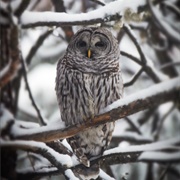 Barred Owl