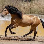 Lusitano