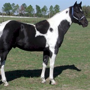 Black Tobiano