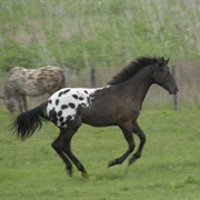 Black Blanket Appaloosa