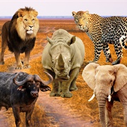 Big 5 Africa