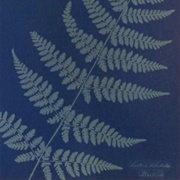 Cystoseira Granulata (Anna Atkins)