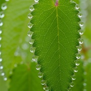 Dew on a Leaf