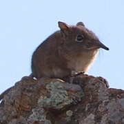 Eastern Rock Elephant Shrew