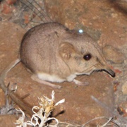 Etendeka Round-Eared Sengi