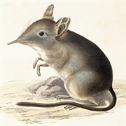 Cape Elephant Shrew