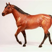 Stock Horse Stallion