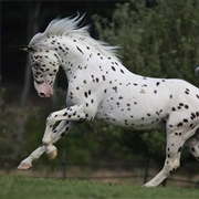 Black Leopard Appaloosa